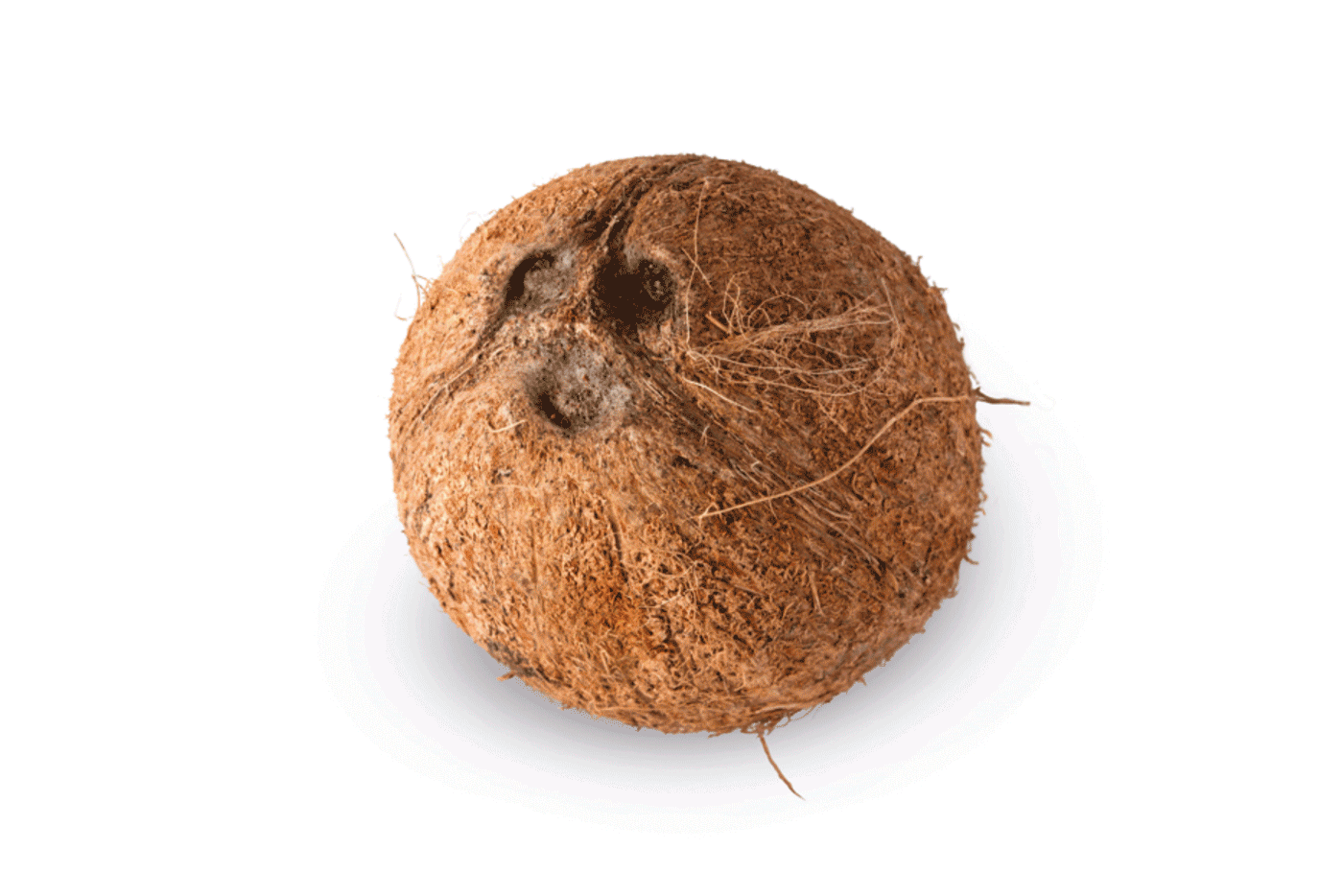 coconut animated gif